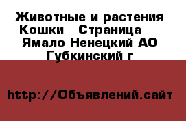 Животные и растения Кошки - Страница 2 . Ямало-Ненецкий АО,Губкинский г.